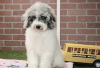 WHITE AND MERLE FEMALE 968, a female Cockapoo for sale in Pittsburg, KS – 3 of 10
