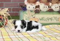 TRI MORKIE FEMALE 3044, a female Morkie for sale in Pittsburg, KS – 2 of 5