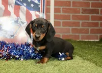 BLACK/TAN MALE 895, a male Dachshund for sale in Pittsburg, KS – 2 of 4