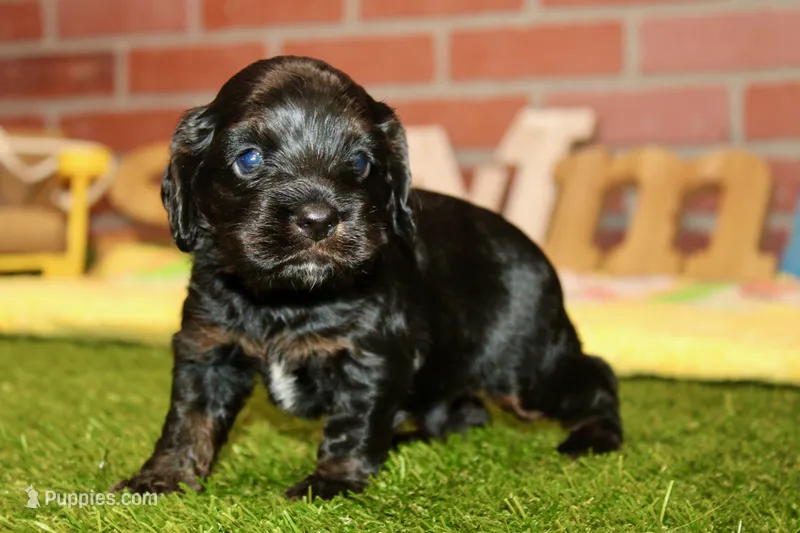 BLACK MALE 017 – Cocker Spaniel puppy for sale in Pittsburg, KS