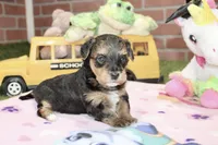 BLACK/TAN FEMALE YORKIEPOO 198, a female Yorkipoo for sale in Pittsburg, KS – 3 of 4