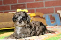 MINI BLUE MERLE FEMALE 965, a female Cockapoo for sale in Pittsburg, KS – 6 of 6