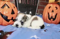 BROWN/WHITE PARTI MORKIE MALE 031, a male Morkie for sale in Pittsburg, KS – 4 of 5
