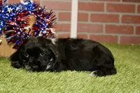 BLUE MERLE FEMALE 996, a female Cocker Spaniel for sale in Pittsburg, KS – 3 of 4