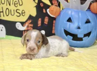 LILAC DAPPLE PIED MALE DACHSHUND 021, a male Miniature Dachshund for sale in Pittsburg, KS – 2 of 5