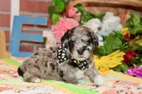 MINI MALE COCKAPOO 961, a female Cockapoo for sale in Pittsburg, KS – 4 of 4