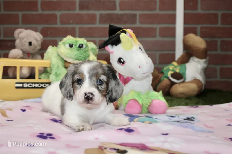 BLUE PIEBALD FEMALE DACHSHUND 125 – Miniature Dachshund puppy for sale in Pittsburg, KS