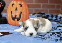 BROWN/WHITE PARTI MORKIE MALE 032, a male Morkie for sale in Pittsburg, KS – 3 of 5