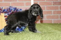 BLUE MERLE FEMALE 996, a female Cocker Spaniel for sale in Pittsburg, KS – 4 of 4