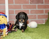 BLACK/TAN MALE 085, a male Dachshund for sale in Pittsburg, KS – 2 of 3