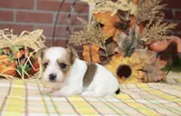 BROWN/WHITE PARTI MORKIE MALE 3035, a male Morkie for sale in Pittsburg, KS – 2 of 5