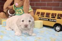 CREAM MALE COCKAPOO 202, a male Cockapoo for sale in Pittsburg, KS – 2 of 4