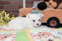 WHITE/CREAM FEMALE MORKIE 3153, a female Morkie for sale in Pittsburg, KS – 2 of 4