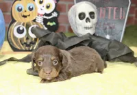 CHOCOLATE/TAN MALE DACHSHUND 3213, a male Miniature Dachshund for sale in Pittsburg, KS – 4 of 5