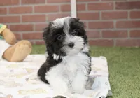 BLACK/WHITE MALE MORKIE 3152, a male Morkie for sale in Pittsburg, KS – 2 of 4