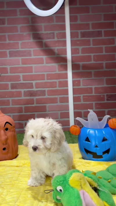 CREAM COCKAPOO MALE 201, a male Cockapoo for sale in Pittsburg, KS – 5 of 9