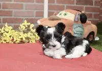 BLACK/WHITE MALE MORKIE 3152, a male Morkie for sale in Pittsburg, KS – 3 of 4