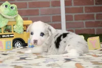 PEMBROKE CARDIGAN CORGI FEMALE 3174, a female Cardigan Welsh Corgi and Pembroke Welsh Corgi for sale in Pittsburg, KS – 2 of 4