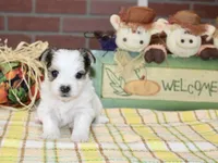 TRI MORKIE FEMALE 3046, a female Morkie for sale in Pittsburg, KS – 1 of 5
