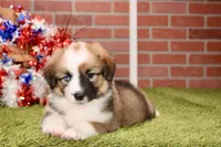 SABLE/WHITE FEMALE AUGGIE 988, a male Australian Shepherd and Pembroke Welsh Corgi for sale in Pittsburg, KS – 2 of 4