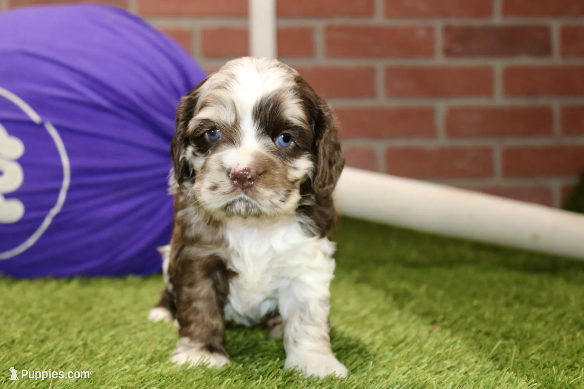 CHOCOLATE MERLE COCKER FEMALE 969 – Cocker Spaniel Puppy | Puppies.com