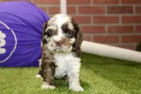 CHOCOLATE MERLE COCKER FEMALE 969, a female Cocker Spaniel for sale in Pittsburg, KS – 1 of 4