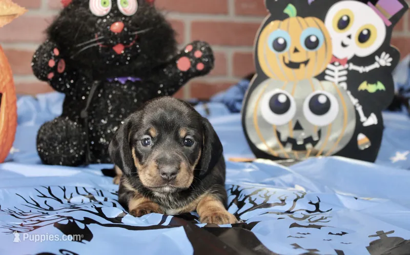 BLACK/TAN MALE DACHSHUND 3020 – Miniature Dachshund puppy for sale in Pittsburg, KS
