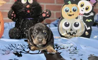 BLACK/TAN MALE DACHSHUND 3020, a male Miniature Dachshund for sale in Pittsburg, KS – 3 of 4