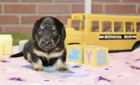 BLACK/TAN FEMALE 192, a male Miniature Dachshund for sale in Pittsburg, KS – 3 of 4