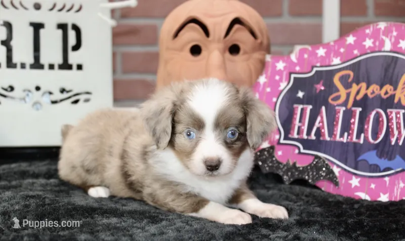 RED/WHITE MERLE FEMALE TOY AUSSIEDOODLE 200 – Poodle - Miniature , Toy Australian Shepherd puppy for sale in Pittsburg, KS