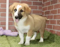 SABLE/WHITE FEMALE AUGGIE 988, a female Australian Shepherd and Pembroke Welsh Corgi for sale in Pittsburg, KS – 2 of 4