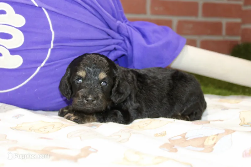 PHANTOM MALE COCKAPOO 102 – Cockapoo puppy for sale in Pittsburg, KS