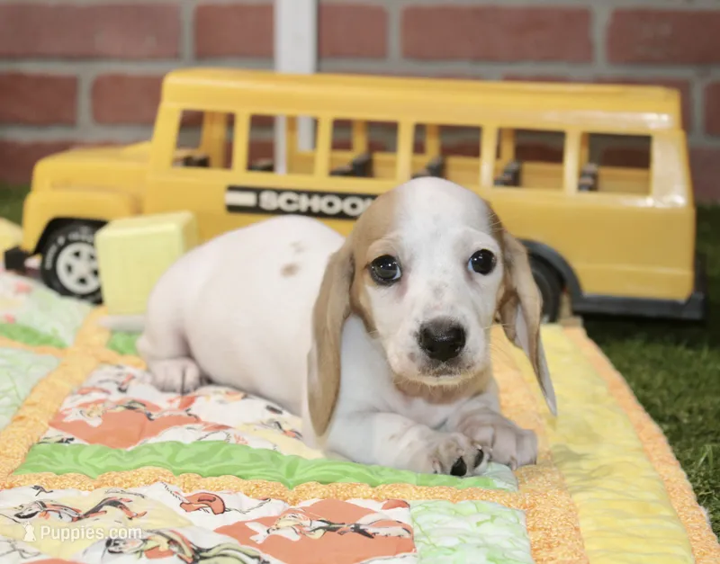 CREAM PIEBALD MALE DACHSHUND 123 – Miniature Dachshund puppy for sale in Pittsburg, KS