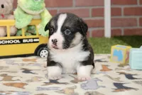 PEMBROKE CARDIGAN CORGI MALE 3171, a male Cardigan Welsh Corgi and Pembroke Welsh Corgi for sale in Pittsburg, KS – 2 of 4