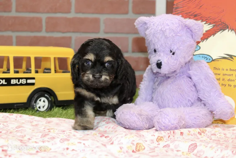 PHANTOM FEMALE COCKAPOO – Cockapoo puppy for sale in Pittsburg, KS