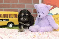 TINY PHANTOM FEMALE COCKAPOO 106, a female Cockapoo for sale in Pittsburg, KS – 1 of 8