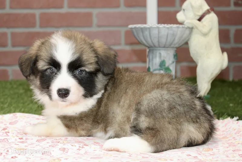 PEMBROKE CARDIGAN CORGI FEMALE 3172 – Cardigan Welsh Corgi, Pembroke Welsh Corgi puppy for sale in Pittsburg, KS