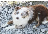SABLE/WHITE FEMALE AUGGIE 988, a male Australian Shepherd and Pembroke Welsh Corgi for sale in Pittsburg, KS – 10 of 10