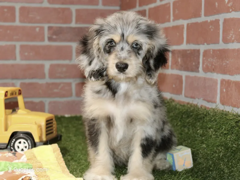 CHOCOLATE MERLE MALE 3103 – Cockapoo puppy for sale in Pittsburg, KS