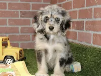 CHOCOLATE MERLE MALE 3103, a male Cockapoo for sale in Pittsburg, KS – 1 of 4