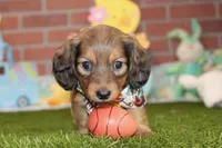Shaded cream mal! 004, a male Miniature Dachshund for sale in Pittsburg, KS – Photo 4 of 6