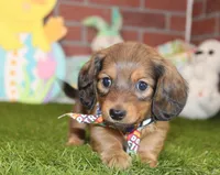 Shaded cream mal! 004, a male Miniature Dachshund for sale in Pittsburg, KS – Photo 2 of 6