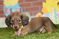 Shaded cream mal! 004, a male Miniature Dachshund for sale in Pittsburg, KS – Photo 3 of 6