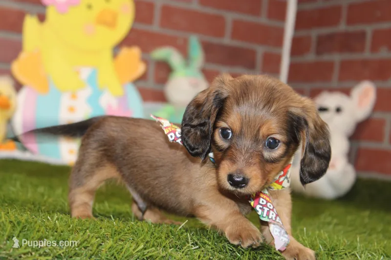 Shaded cream mal! 004 – Miniature Dachshund puppy for sale in Pittsburg, KS