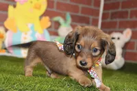 Shaded cream mal! 004, a male Miniature Dachshund for sale in Pittsburg, KS – Photo 1 of 6