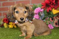 SHADED CREAM MALE! 004, a male Miniature Dachshund for sale in Pittsburg, KS – Photo 4 of 10