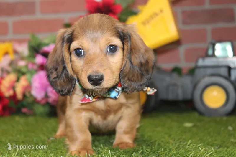 SHADED CREAM MALE! 004 – Miniature Dachshund puppy for sale in Pittsburg, KS