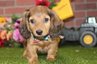SHADED CREAM MALE! 004, a male Miniature Dachshund for sale in Pittsburg, KS – Photo 1 of 10