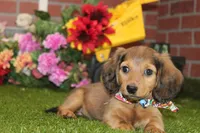 SHADED CREAM MALE! 004, a male Miniature Dachshund for sale in Pittsburg, KS – Photo 2 of 10