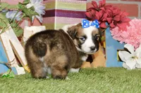 SABLE/WHITE FEMALE AUGGIE 988, a male Australian Shepherd and Pembroke Welsh Corgi for sale in Pittsburg, KS – 4 of 4